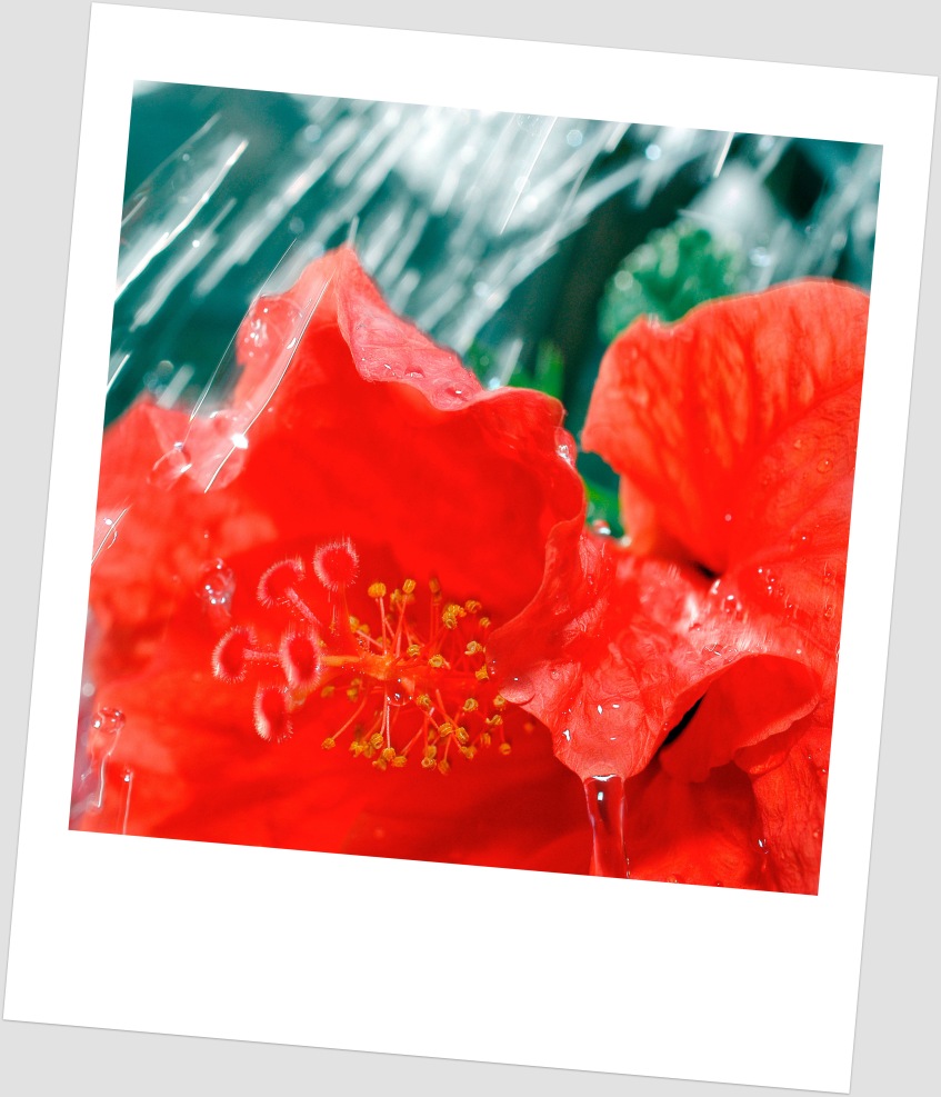 Red Flower in the rain
